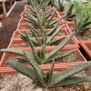 Gasteria
