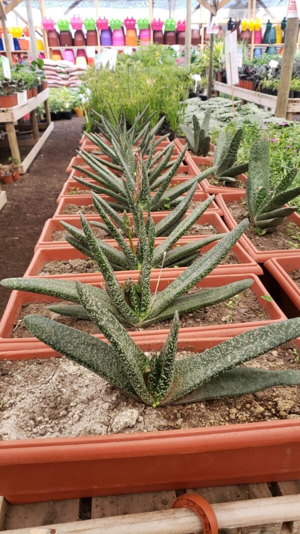 Gasteria