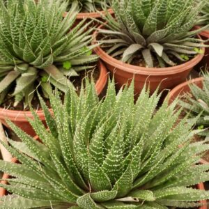 Aloe aristata