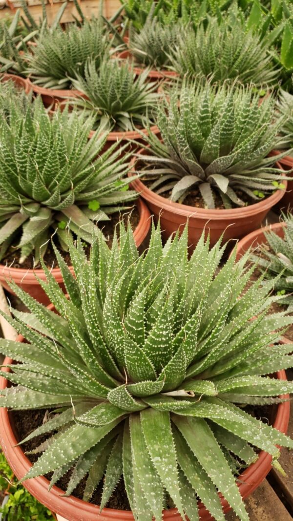Aloe aristata