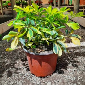 Sheflera Golden