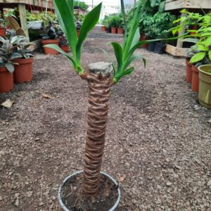 Palo de Yuca
