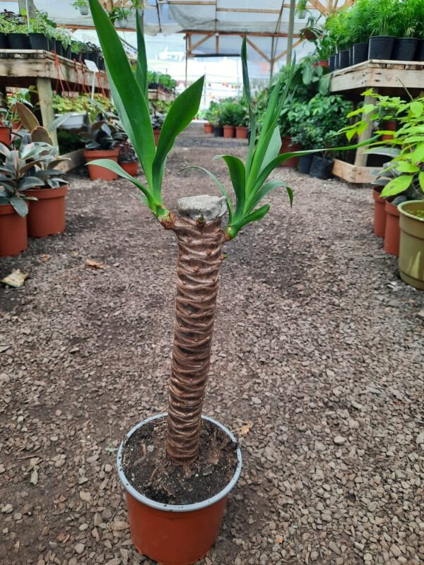 Palo de Yuca
