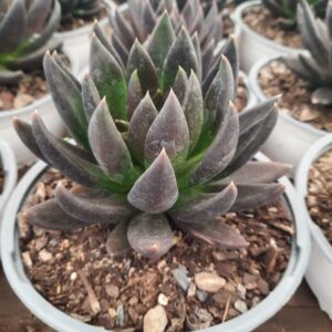 Echeverria morada