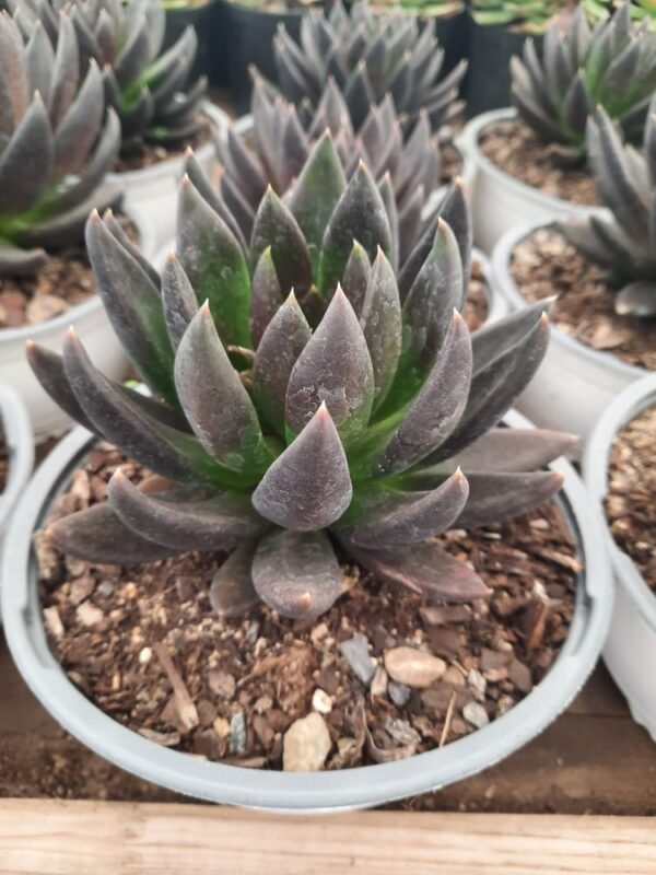 Echeverria morada