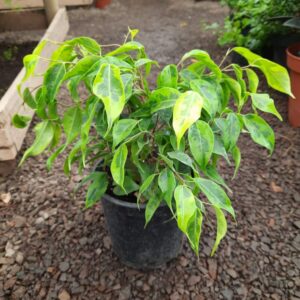 Ficus samanta