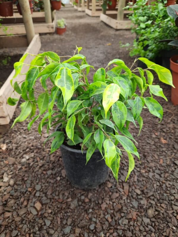 Ficus samanta