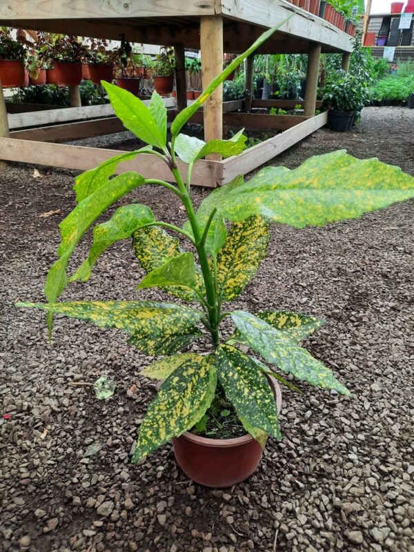 Aucuba