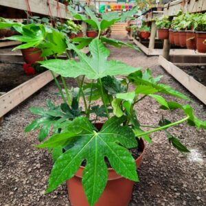 Aralia Japónica