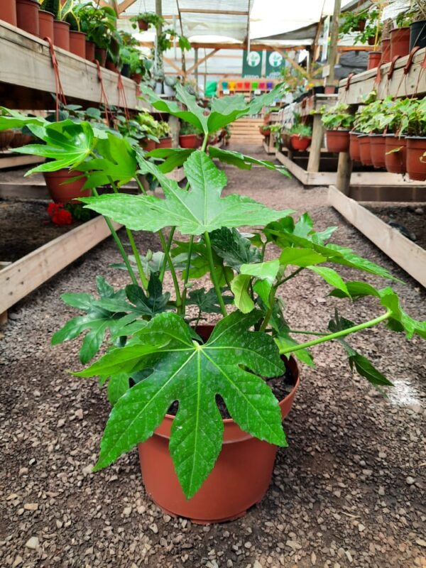 Aralia Japónica