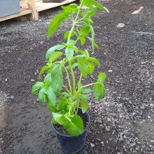 Albahaca macetero