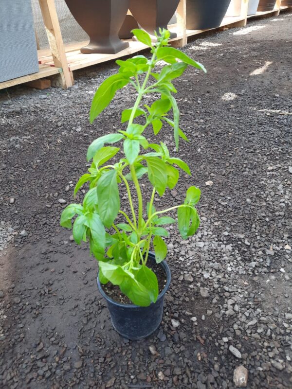 Albahaca macetero