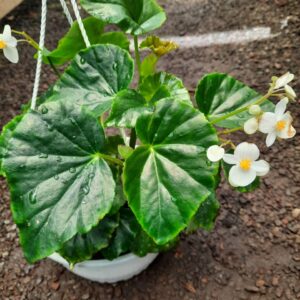 begonia blanca