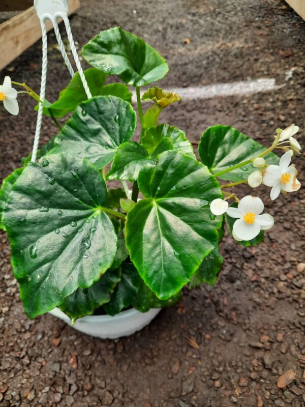 begonia blanca