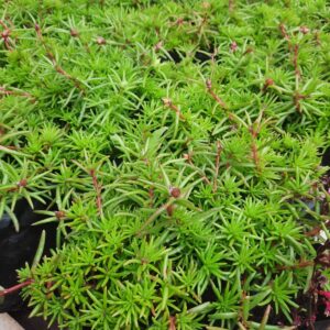 Portulaca
