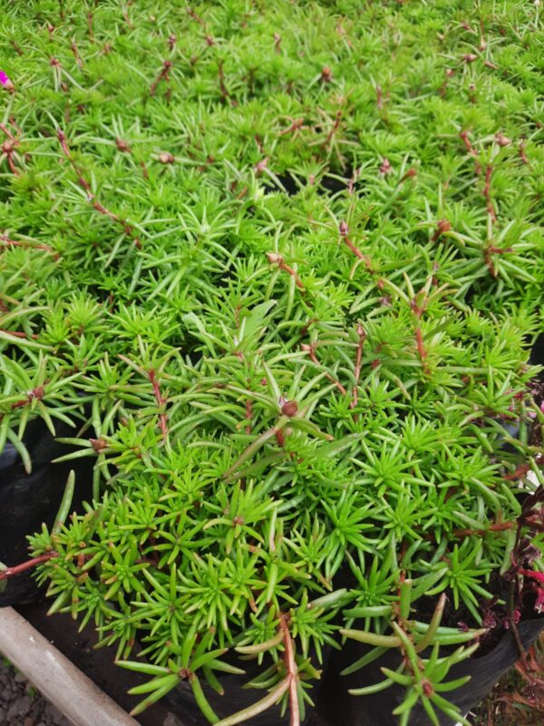 Portulaca
