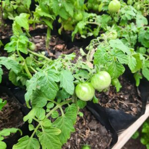 Tomate cherry