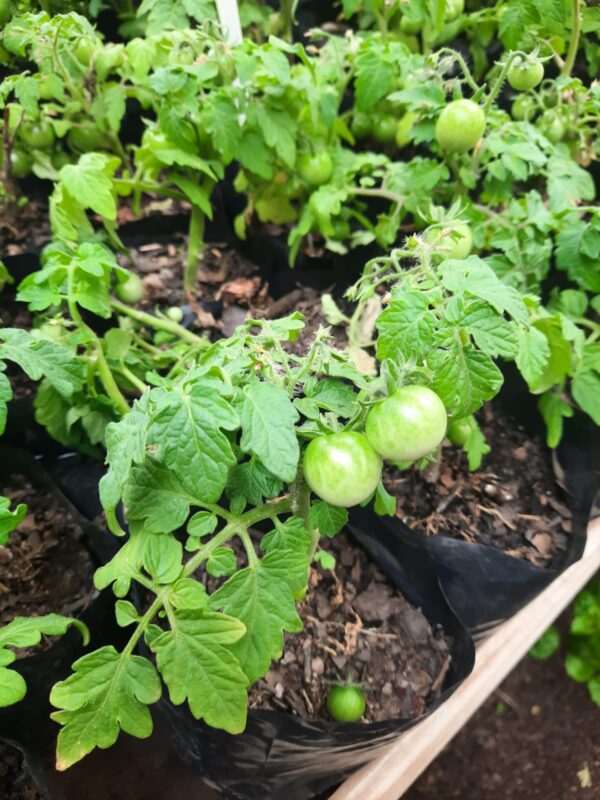Tomate cherry