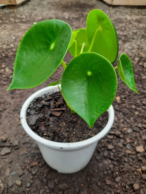 Peperonia