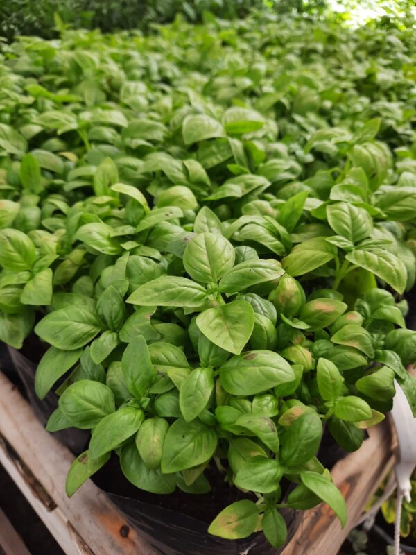 Albahaca