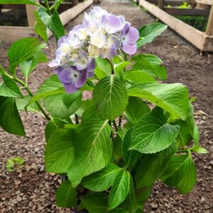 Hortensia