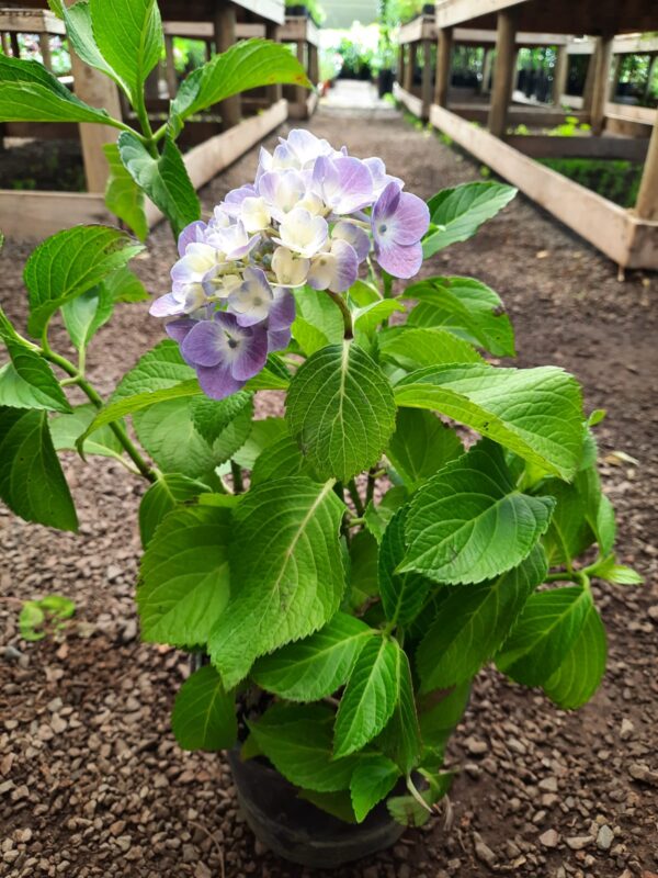 Hortensia