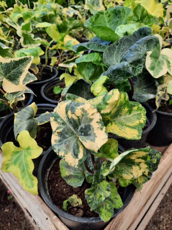 Hiedra verde (bolsa)