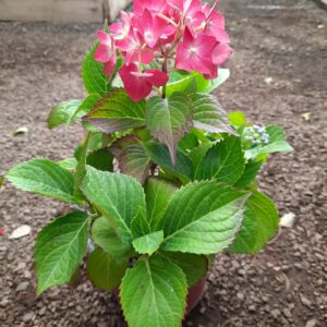Hortensia rosada