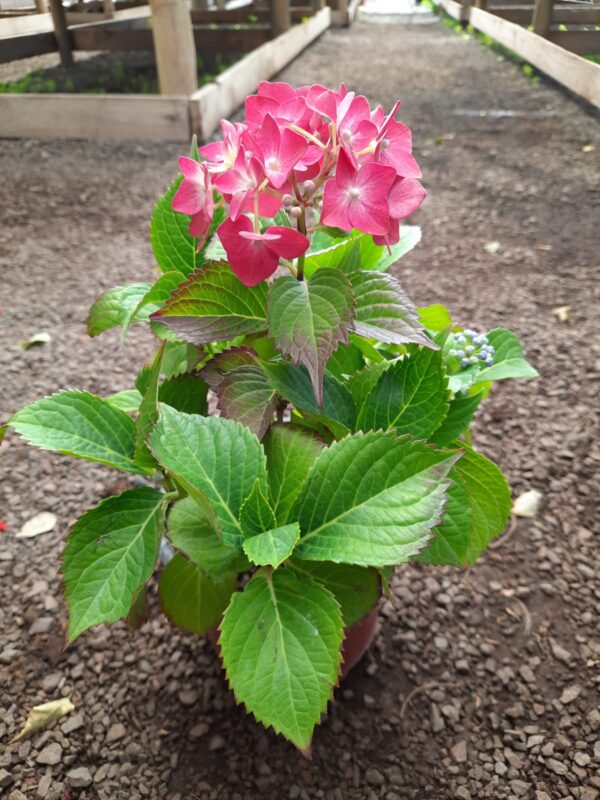 Hortensia rosada