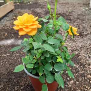 Rosa besito
