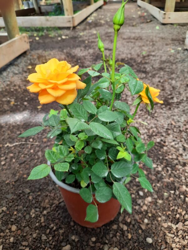 Rosa besito
