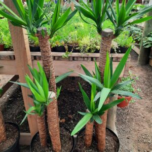 Yuca trio