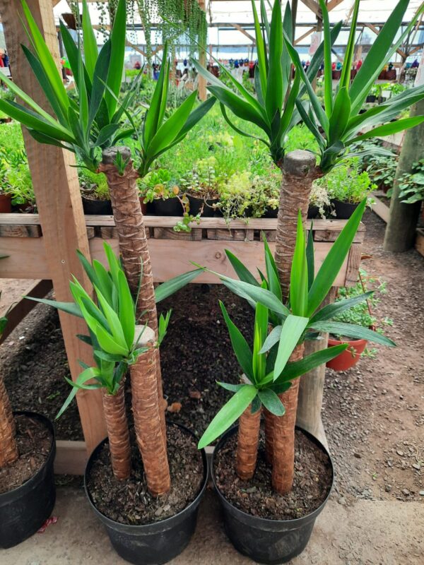 Yuca trio