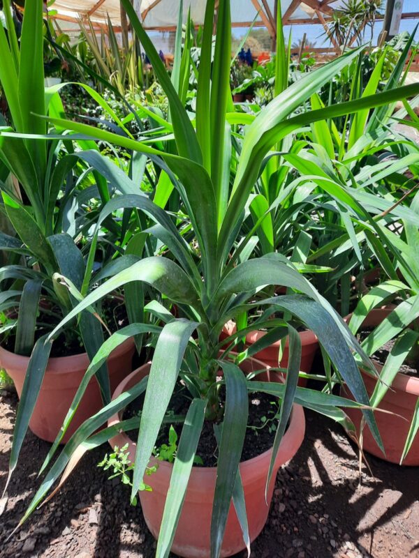 Yuca