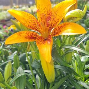 Lilium oriental