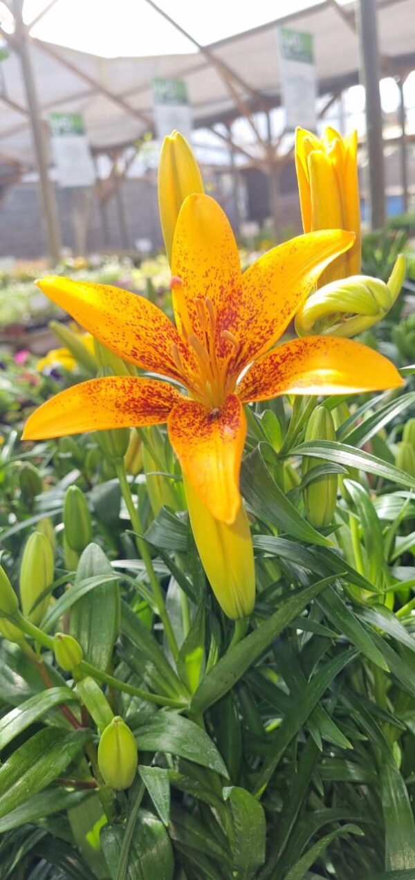 Lilium oriental