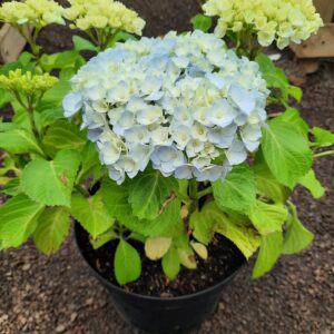 Hortensia azul (grande)