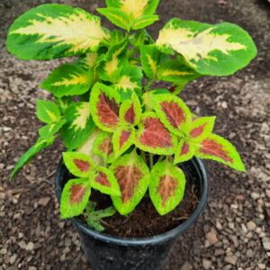 Coleus