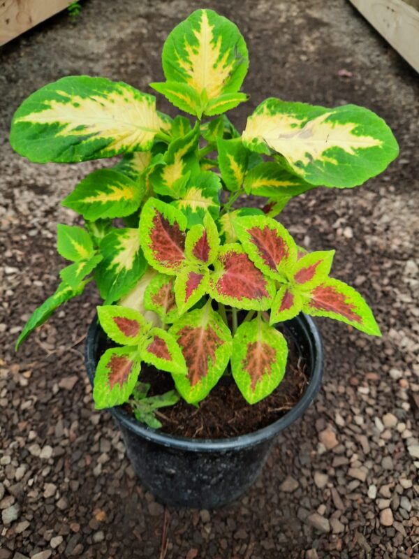 Coleus
