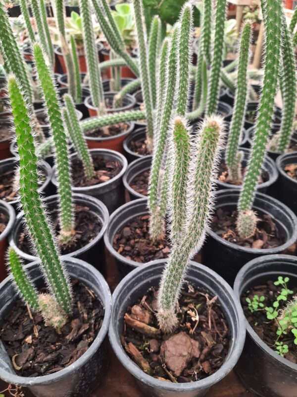 Cactus cola de mono