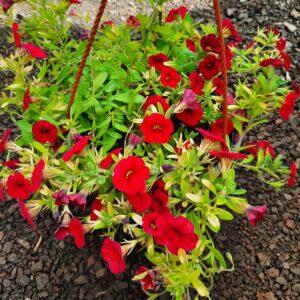 Calibrachoa