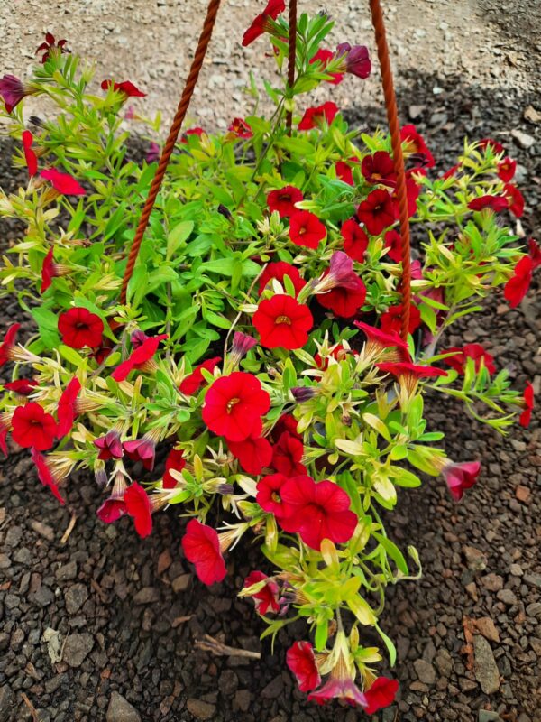 Calibrachoa