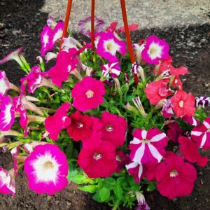 Petunia (colgantes)