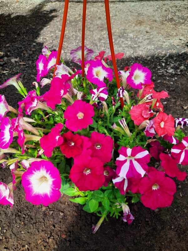 Petunia (colgantes)