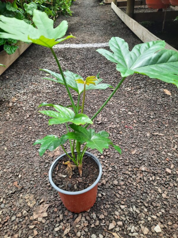 Aralia japonica
