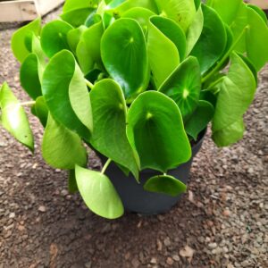 Peperonia (cucharita)