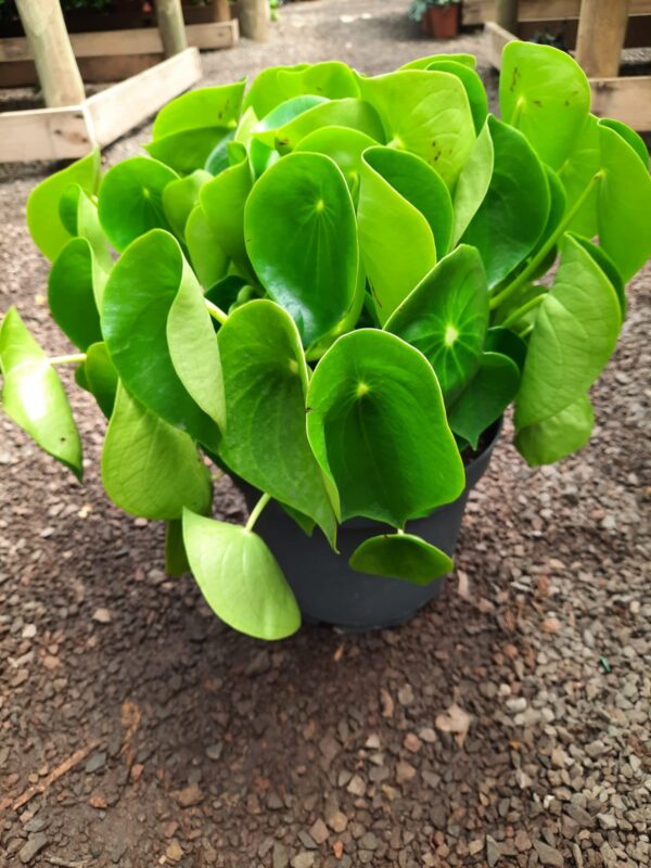 Peperonia (cucharita)