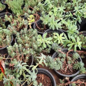 Sedum