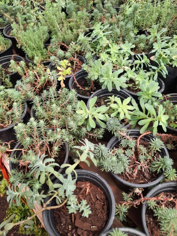 Sedum
