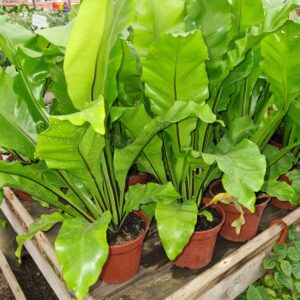 helecho asplenium ( nido de ave )